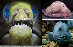 Moray Eel, Blobfish, Asian Sheepshead Wrasse.JPG